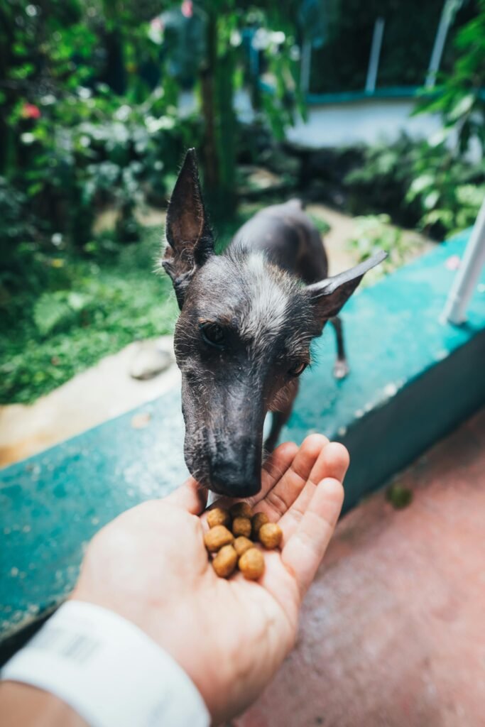 5 Best Large Breed Dog Food: Fueling the Giants