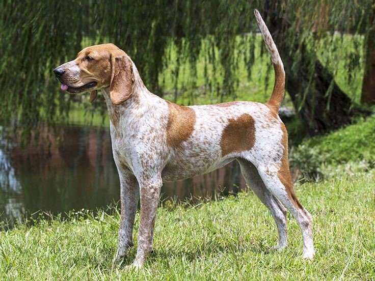 American English Coonhound Puppies: A Loyal Breed