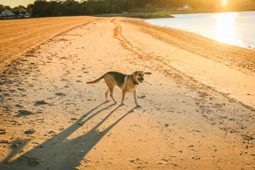 Mixed-Breed Shepherd Dogs in Today's Homes