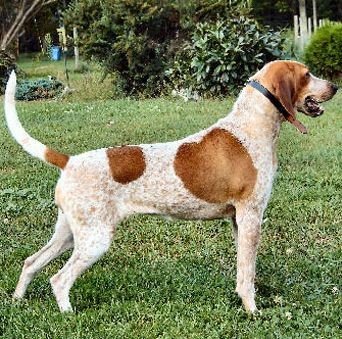 American English Coonhound Puppies: A Loyal Breed