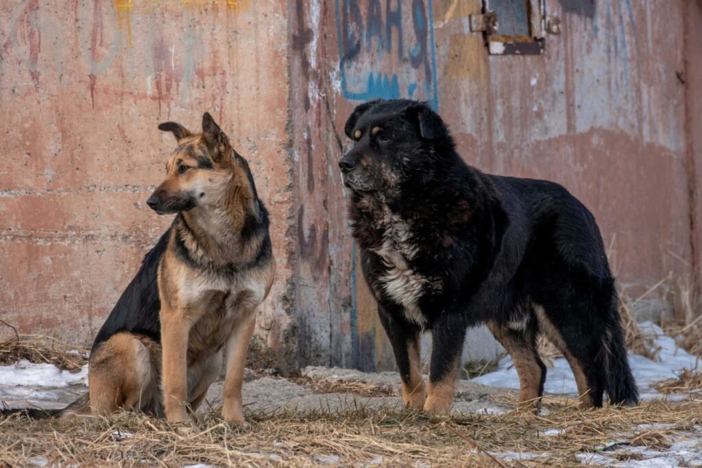 Mixed-Breed Shepherd Dogs in Today's Homes