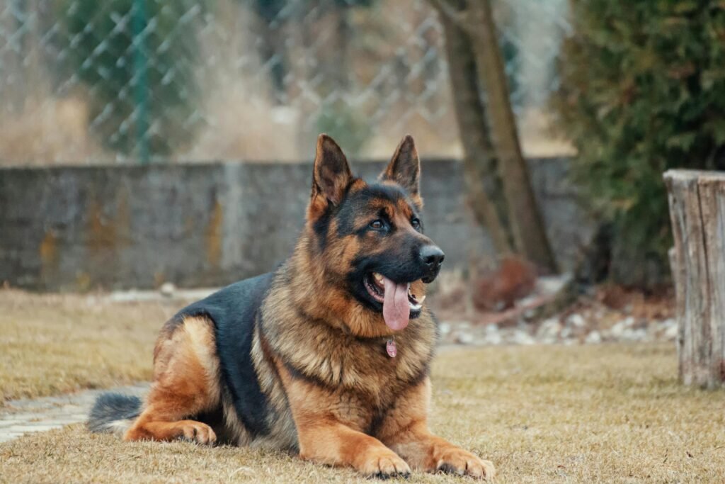 Mixed-Breed Shepherd Dogs in Today's Homes