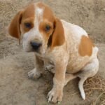 American English Coonhound Puppies: A Loyal Breed