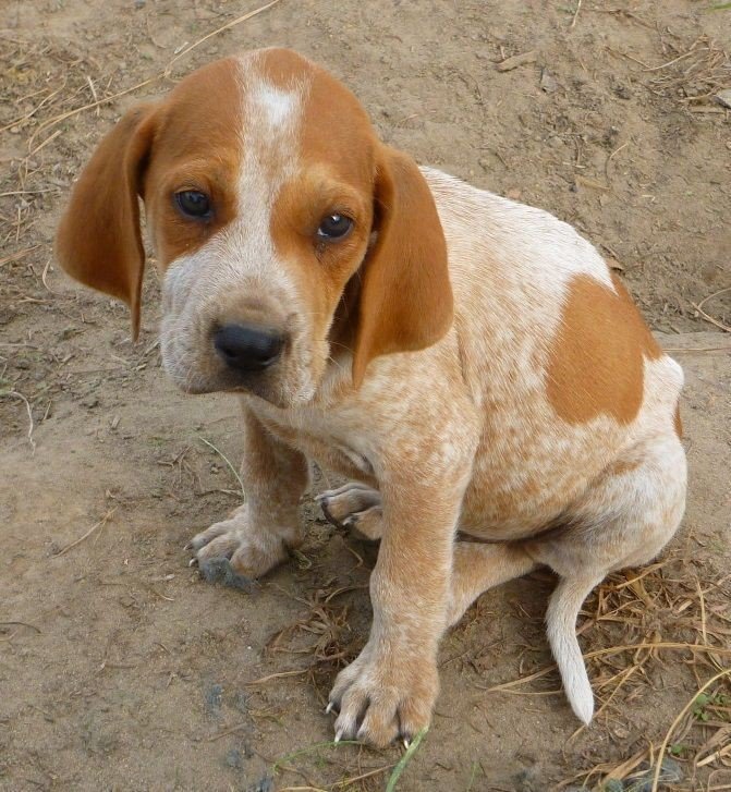 American English Coonhound Puppies: A Loyal Breed