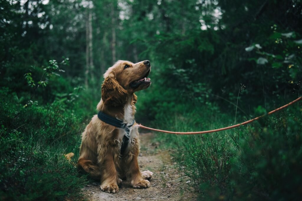 Mixed-Breed Shepherd Dogs in Today's Homes